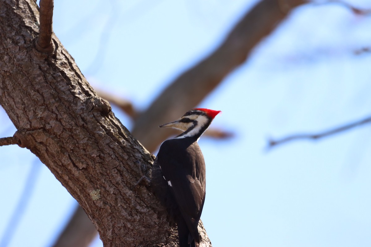 Pileated Woodpecker - ML549974381