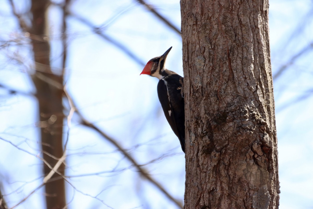 Pileated Woodpecker - ML549974391
