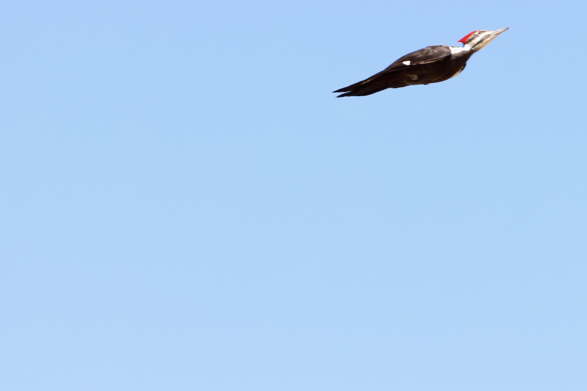 Pileated Woodpecker - ML549974401