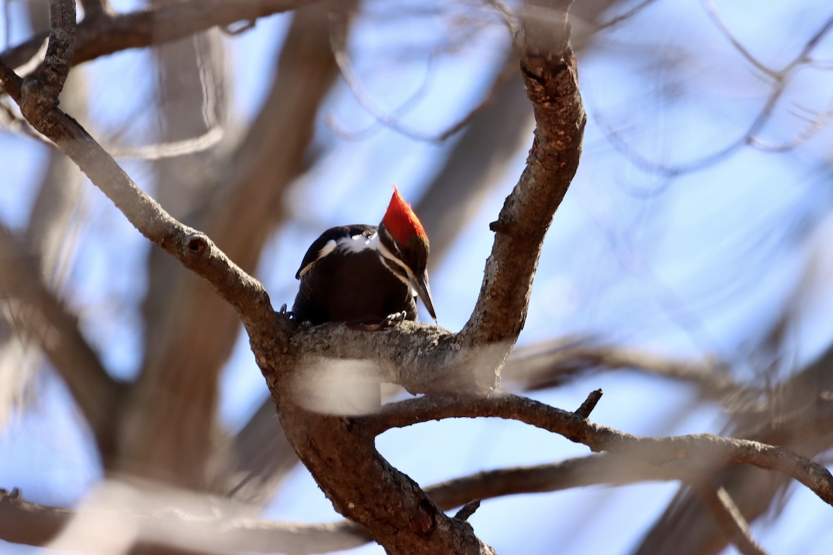 Pileated Woodpecker - ML549974411