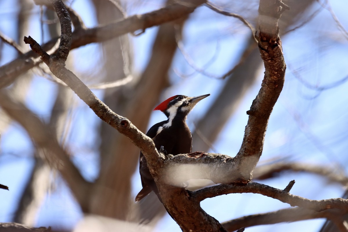Pileated Woodpecker - ML549974421