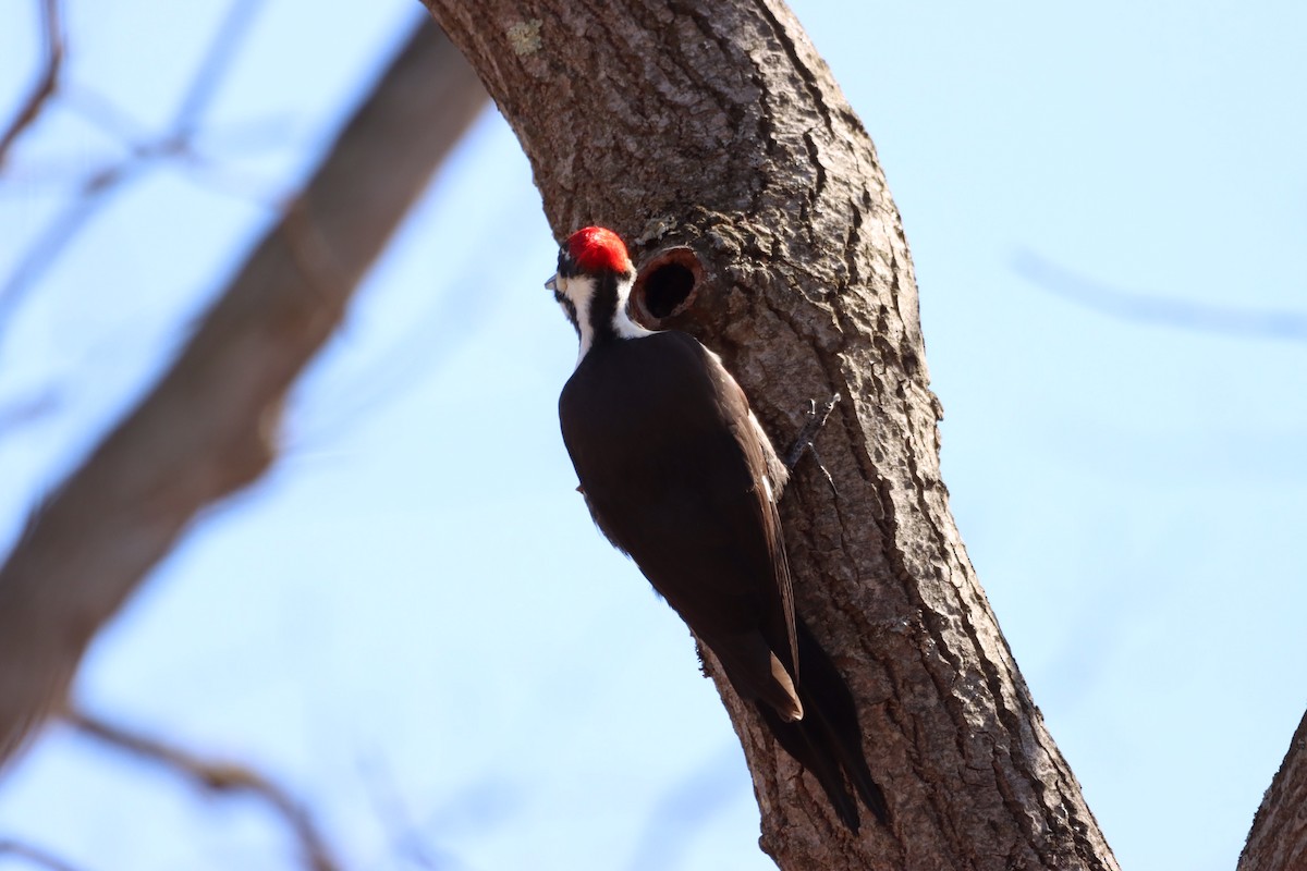 Pileated Woodpecker - ML549974431