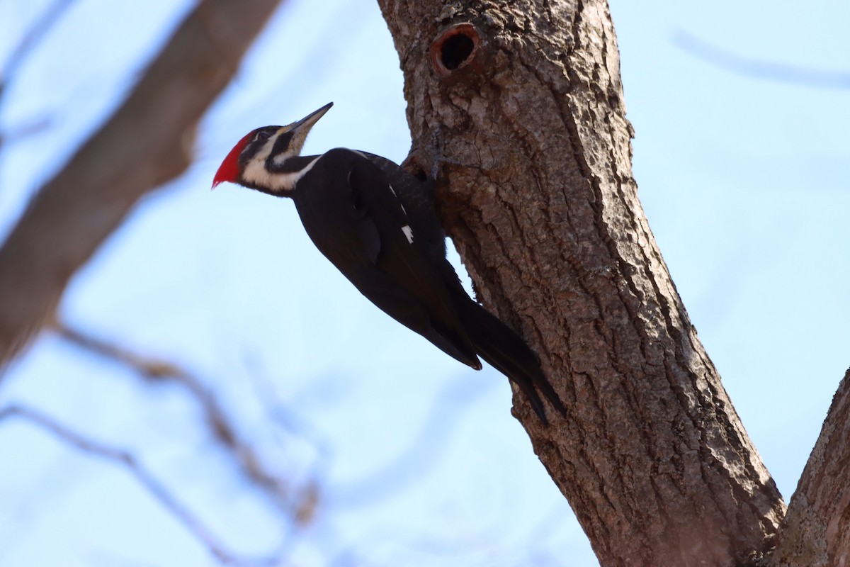 Pileated Woodpecker - ML549974441
