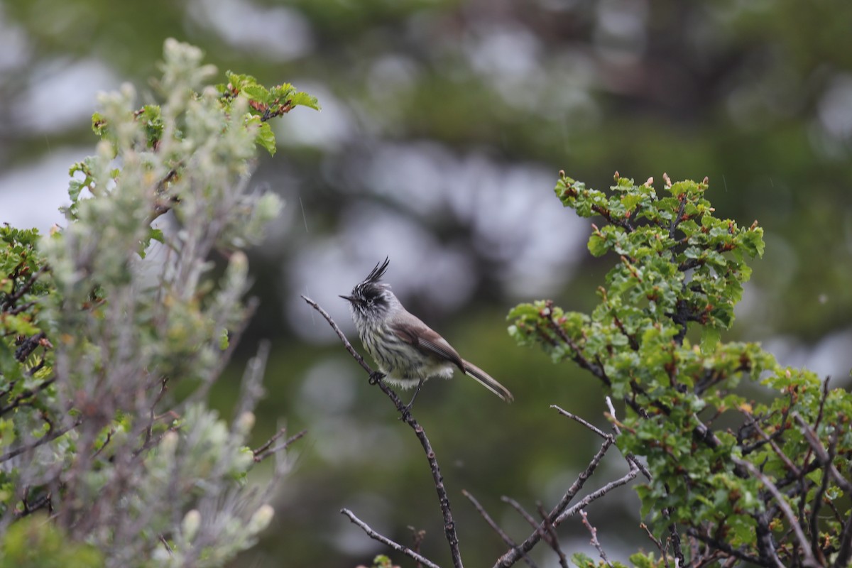 Tufted Tit-Tyrant - ML549974801