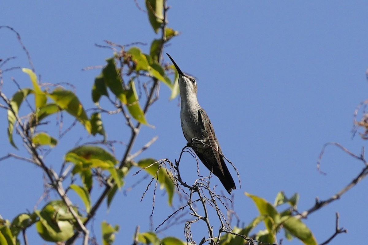 Blue-tufted Starthroat - Jorge Claudio Schlemmer