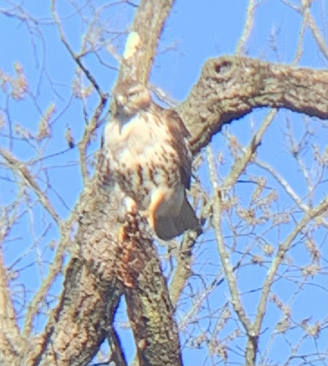 Red-tailed Hawk - ML549977001