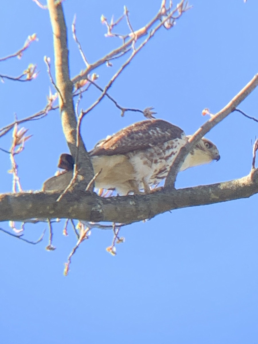 Red-tailed Hawk - ML549977011