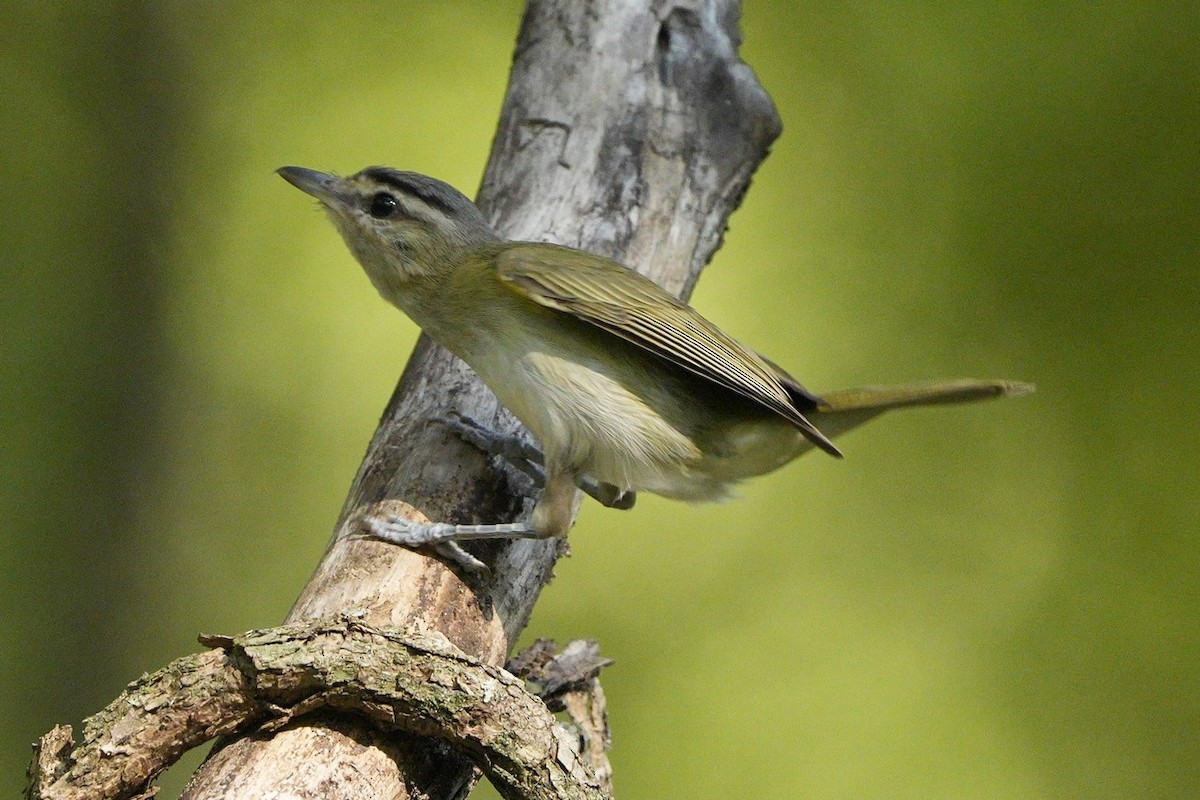 Vireo Chiví - ML549977681