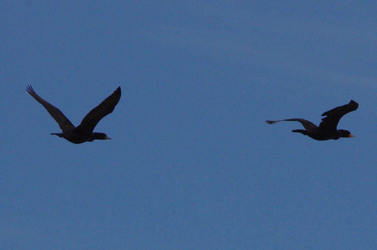 Double-crested Cormorant - ML54997771