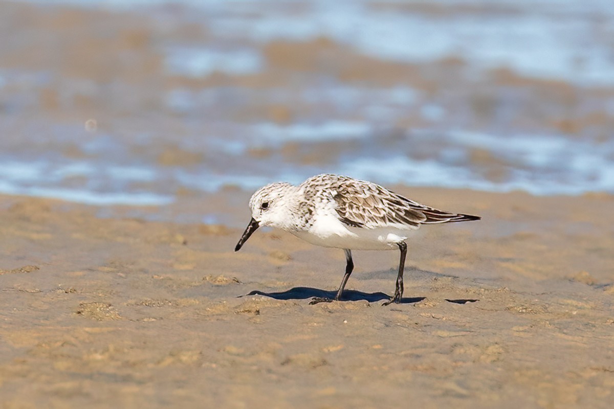 Bécasseau sanderling - ML549978571