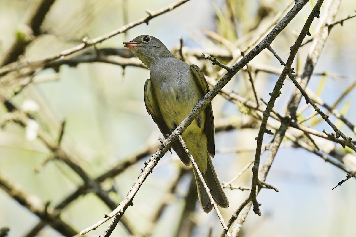 Small-billed Elaenia - Jorge Claudio Schlemmer