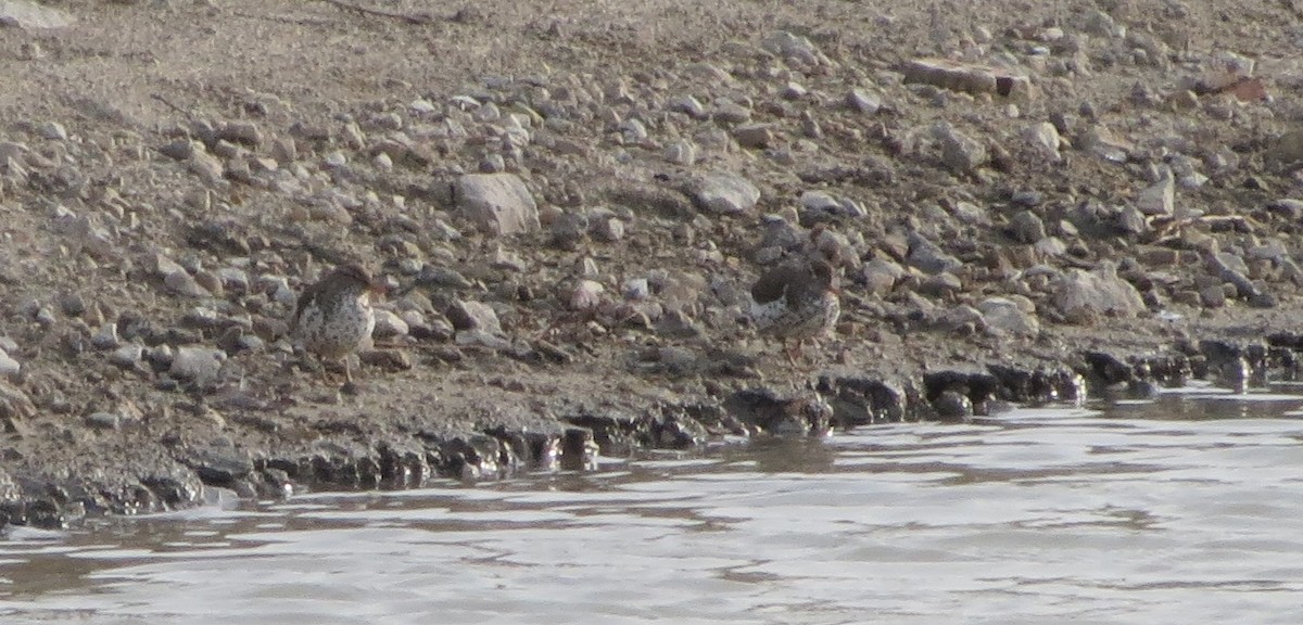 Spotted Sandpiper - ML54997931