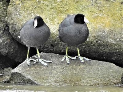 American Coot - Terri Gorney