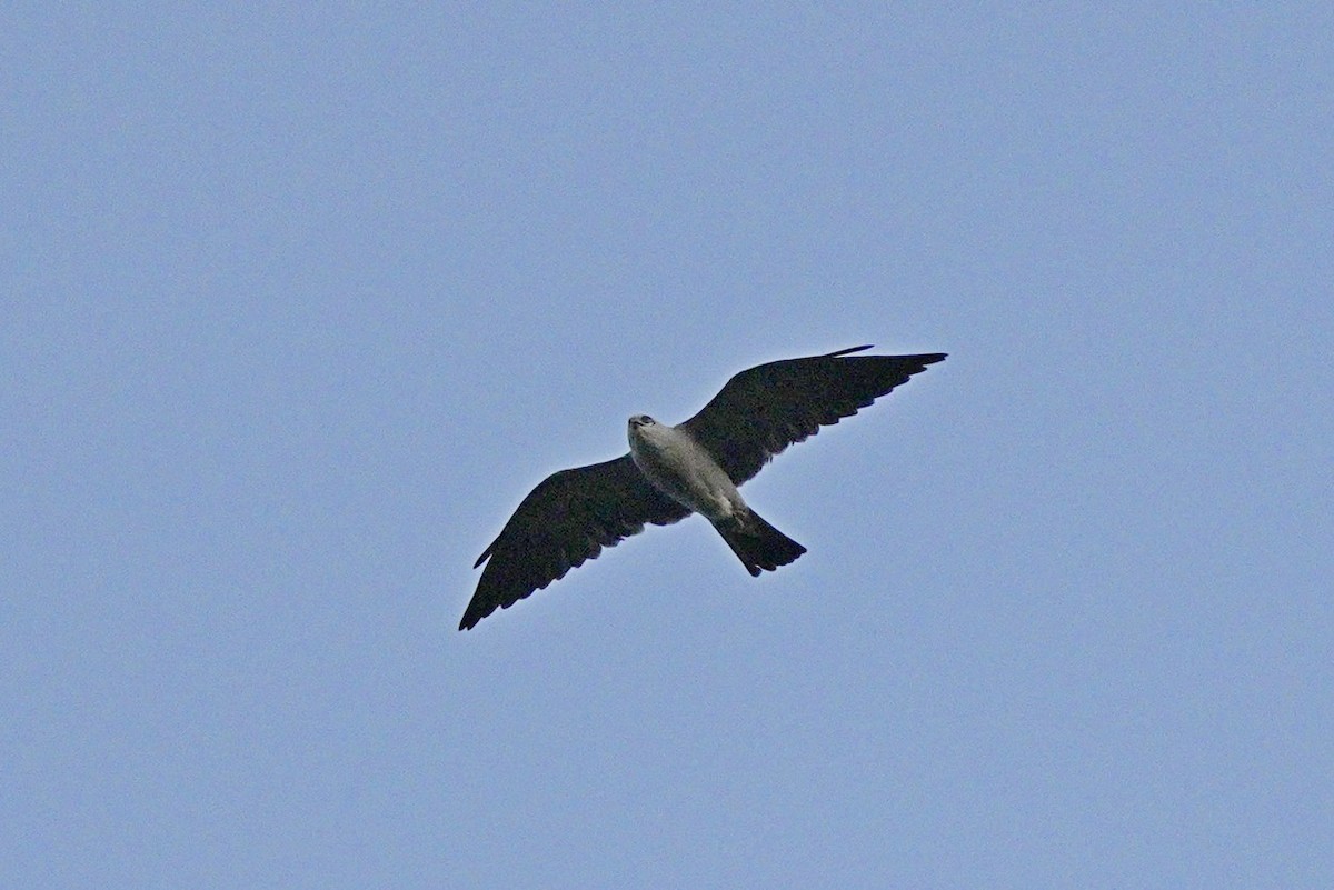 Mississippi Kite - ML549980071