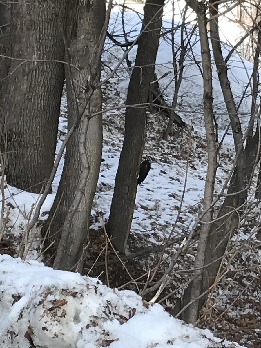 Pileated Woodpecker - ML549980671