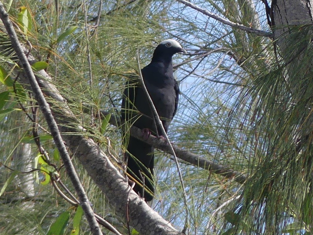 White-crowned Pigeon - ML549981101