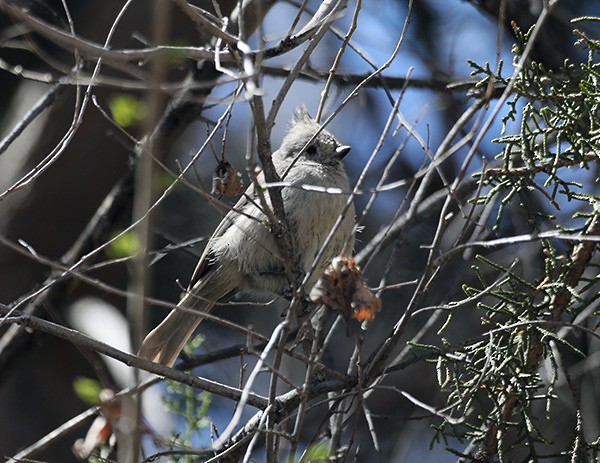 Juniper Titmouse - ML549981581