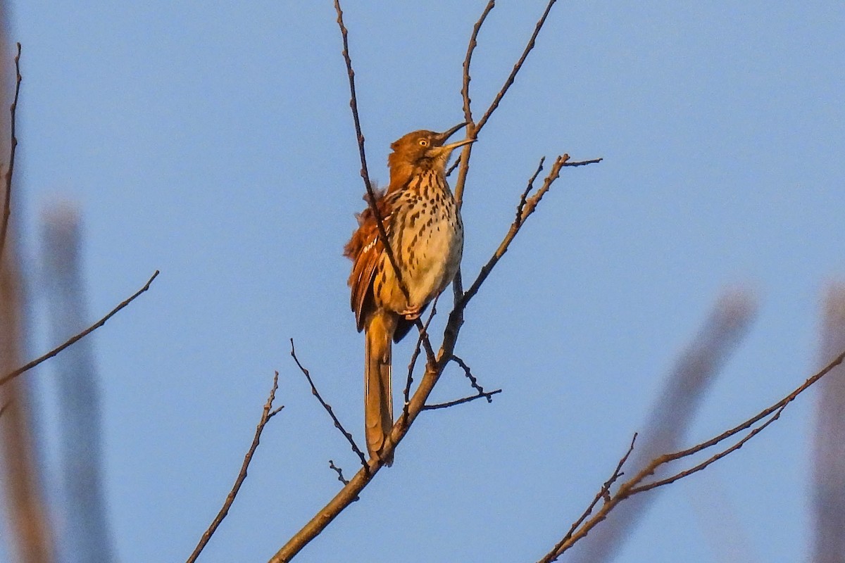 Brown Thrasher - ML549981861