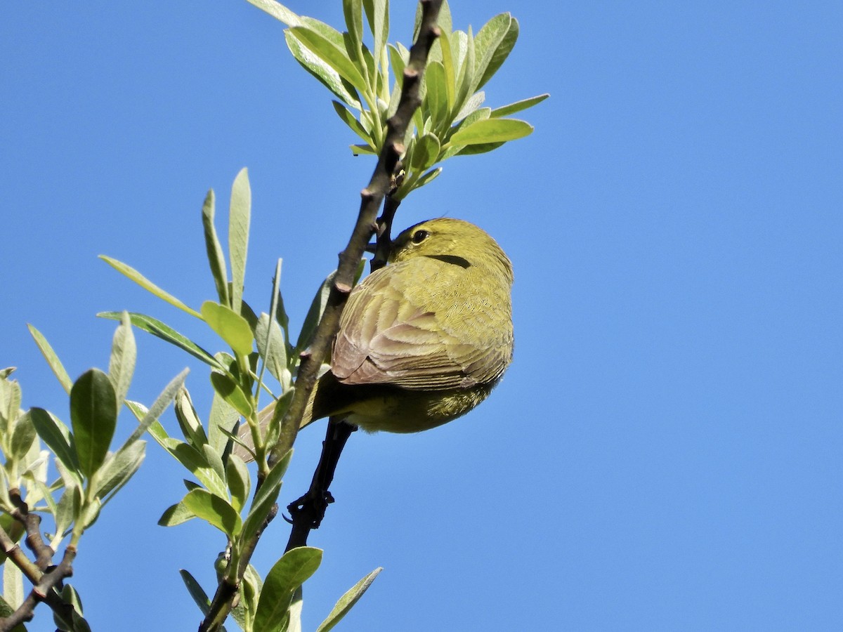 Orange-crowned Warbler - Zihan Wei