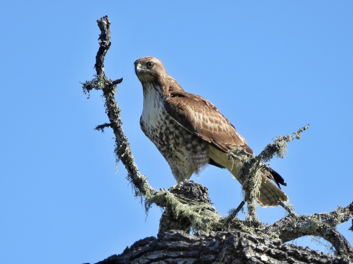 Red-tailed Hawk - ML549982601