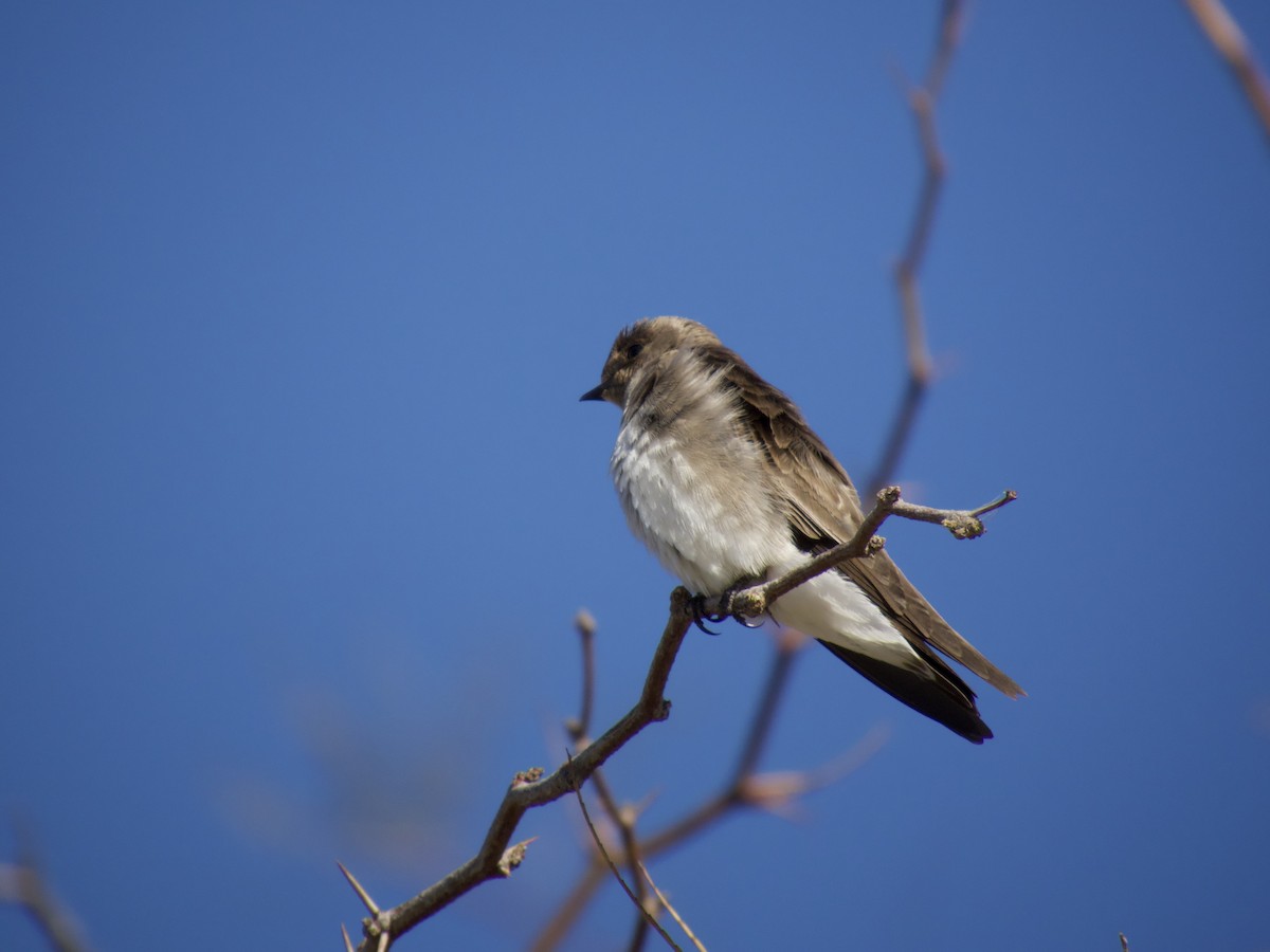 Northern Rough-winged Swallow - ML549984591