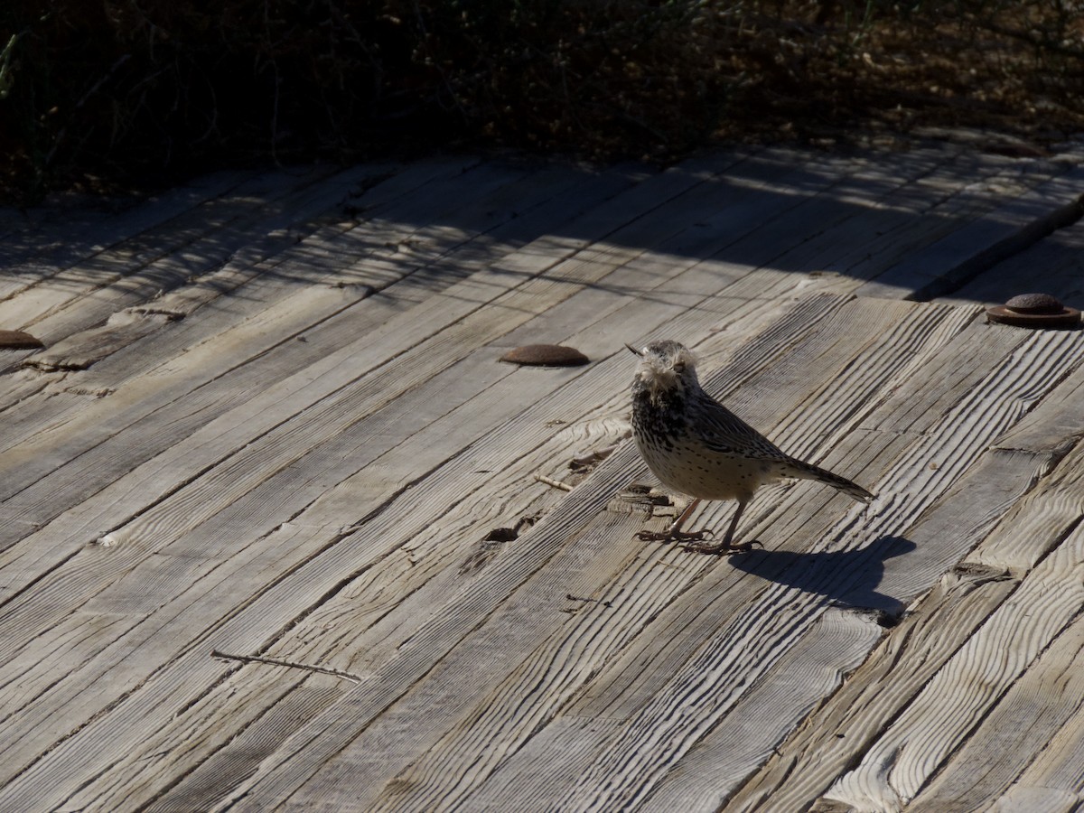 Cactus Wren - ML549984721