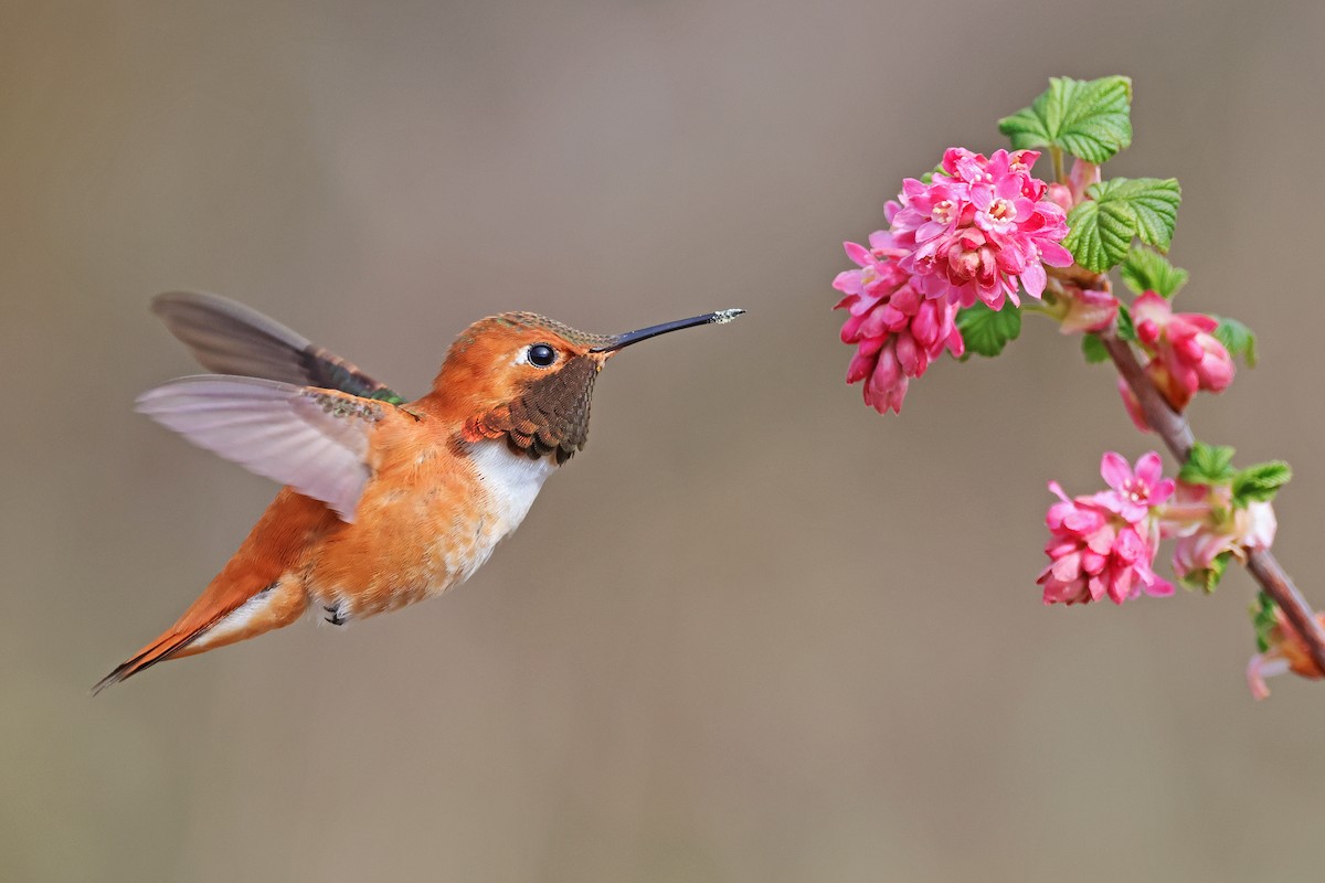Rufous Hummingbird - Nathan Wall