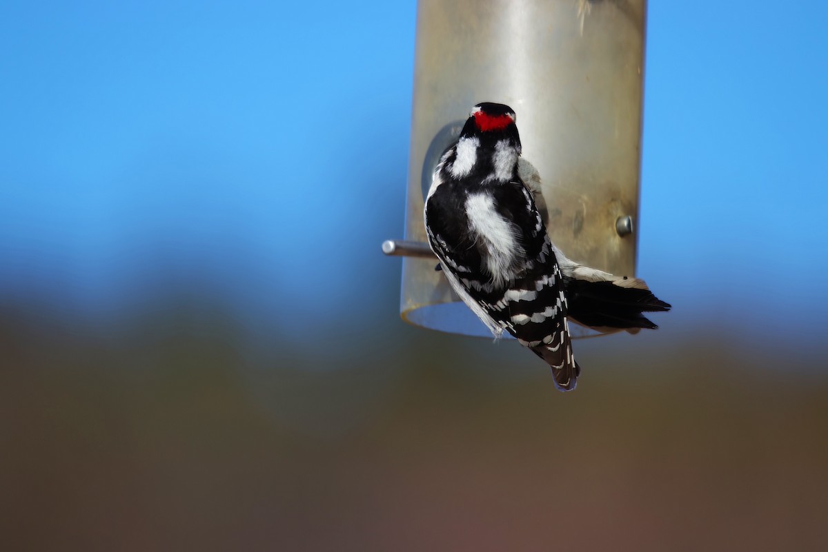 Downy Woodpecker - ML549985261