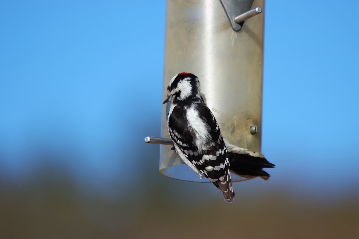 Downy Woodpecker - ML549985291