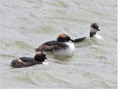 Horned Grebe - ML549985891