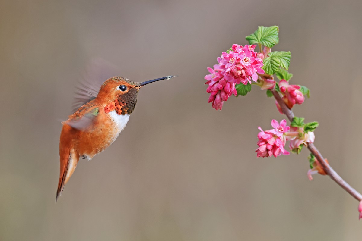 Rufous Hummingbird - Nathan Wall