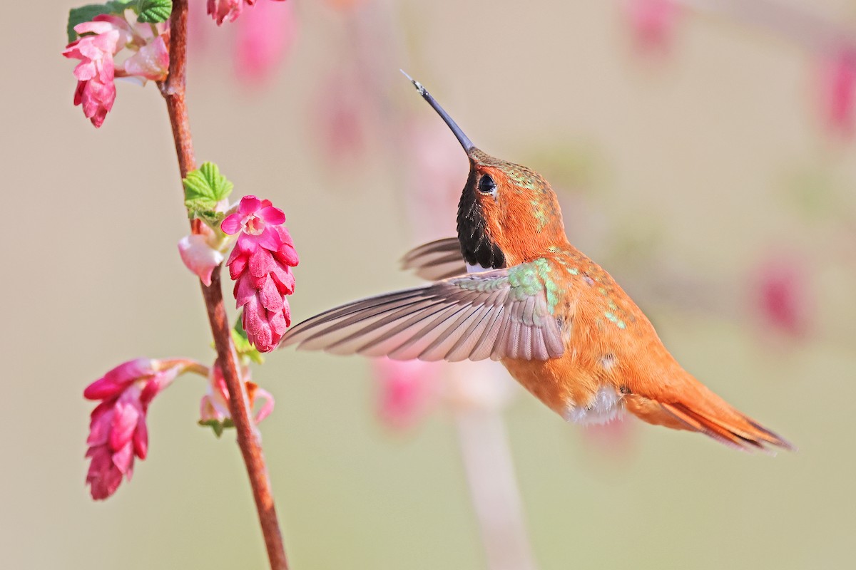 Rufous Hummingbird - Nathan Wall