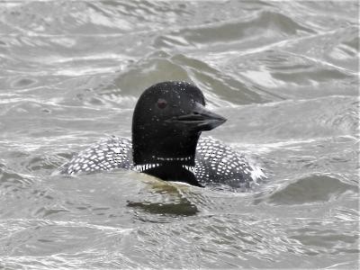 Common Loon - Terri Gorney