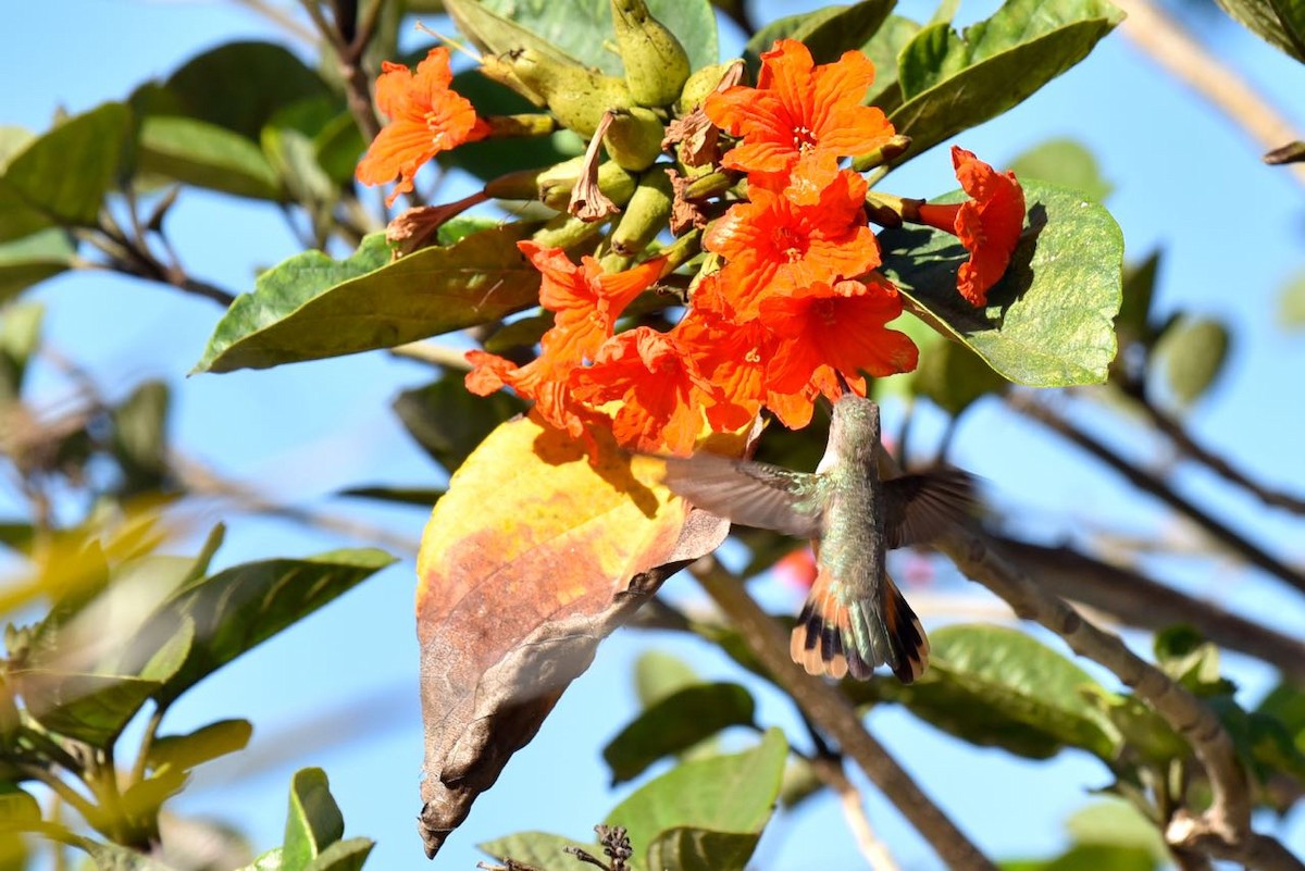 Colibrí de Inagua - ML549987741