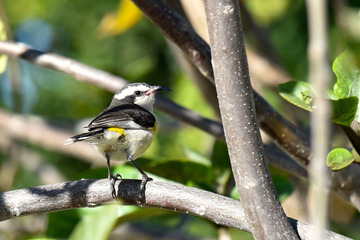 Bananaquit - ML549988041