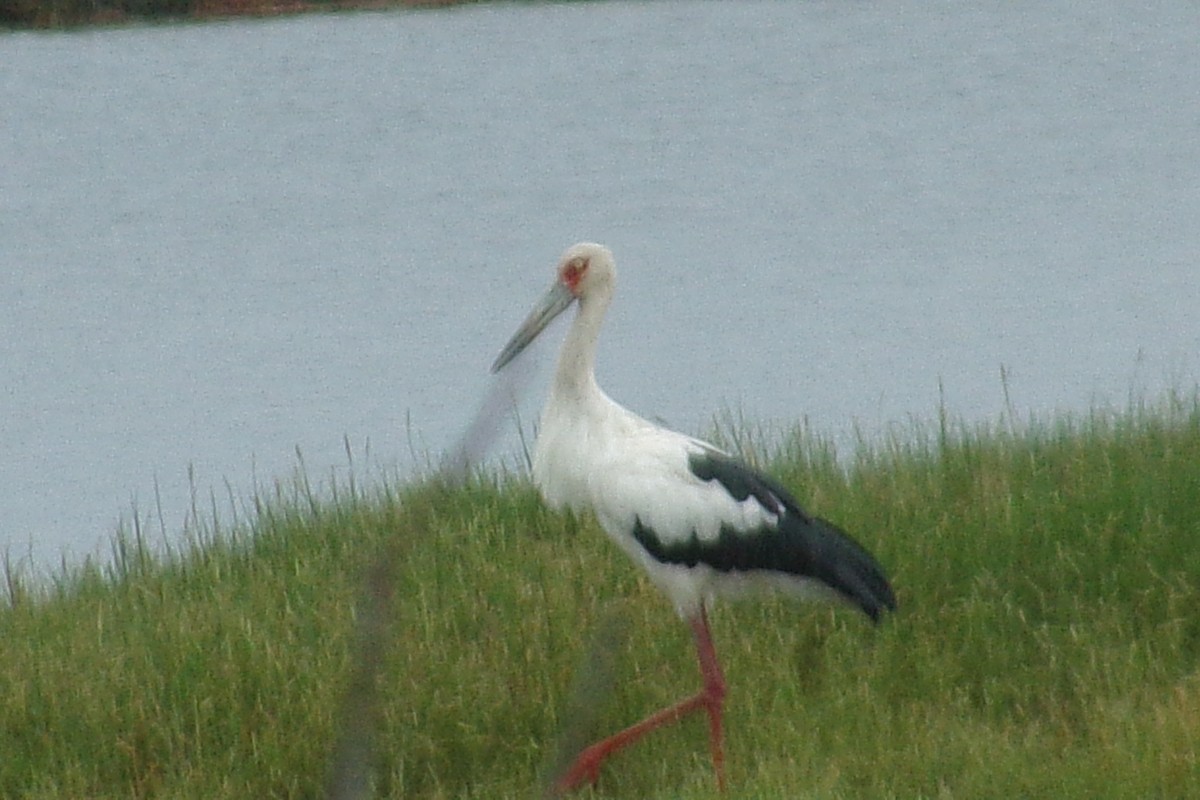 Cigüeña Maguari - ML549988321