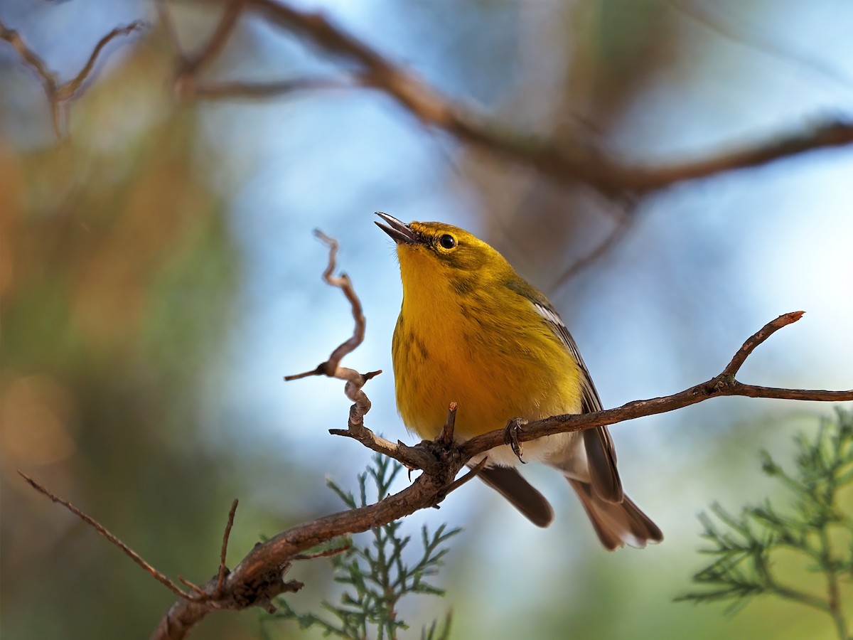 Pine Warbler - Gary Mueller