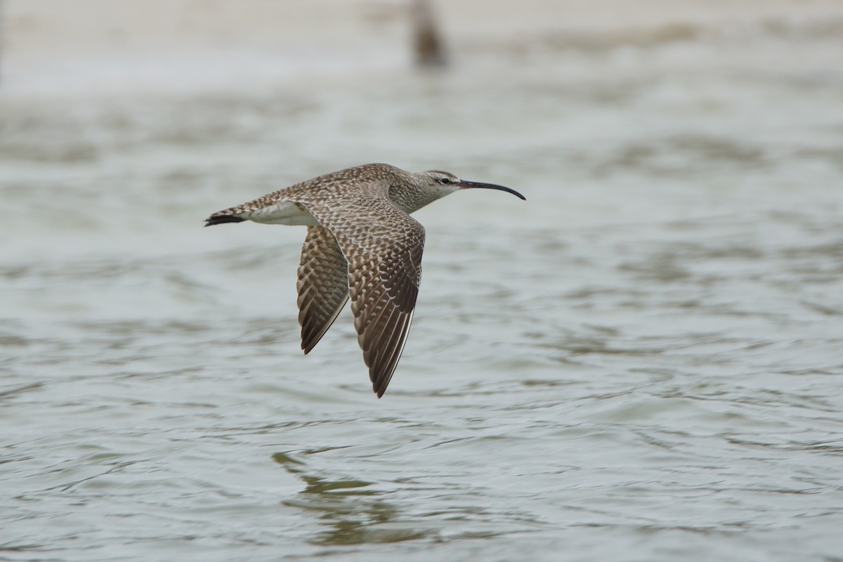 Whimbrel - Steve Percival