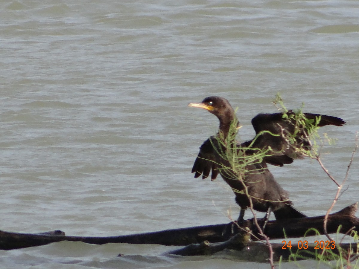 Neotropic Cormorant - ML549990211