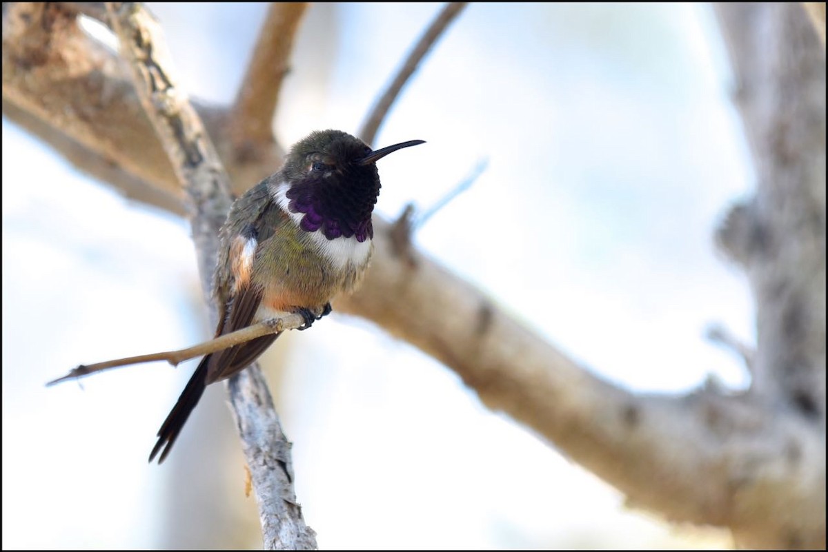 Colibrí de Inagua - ML549990341