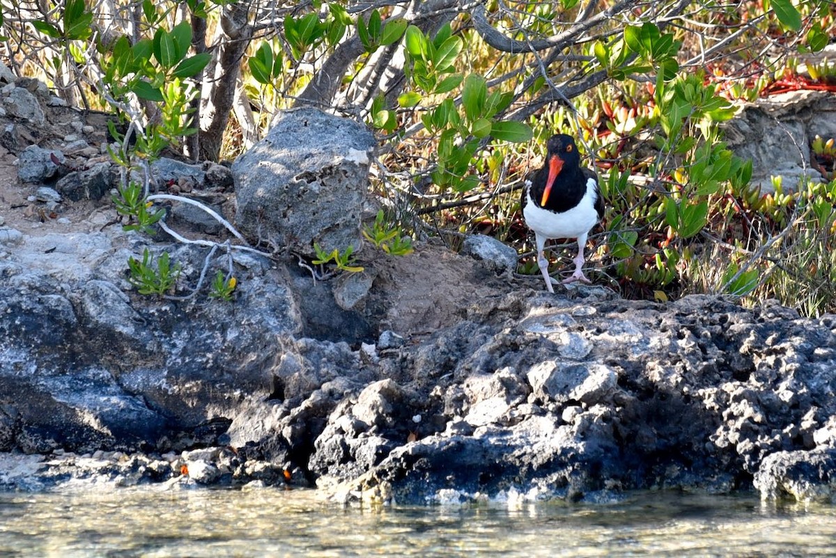 American Oystercatcher - ML549991131