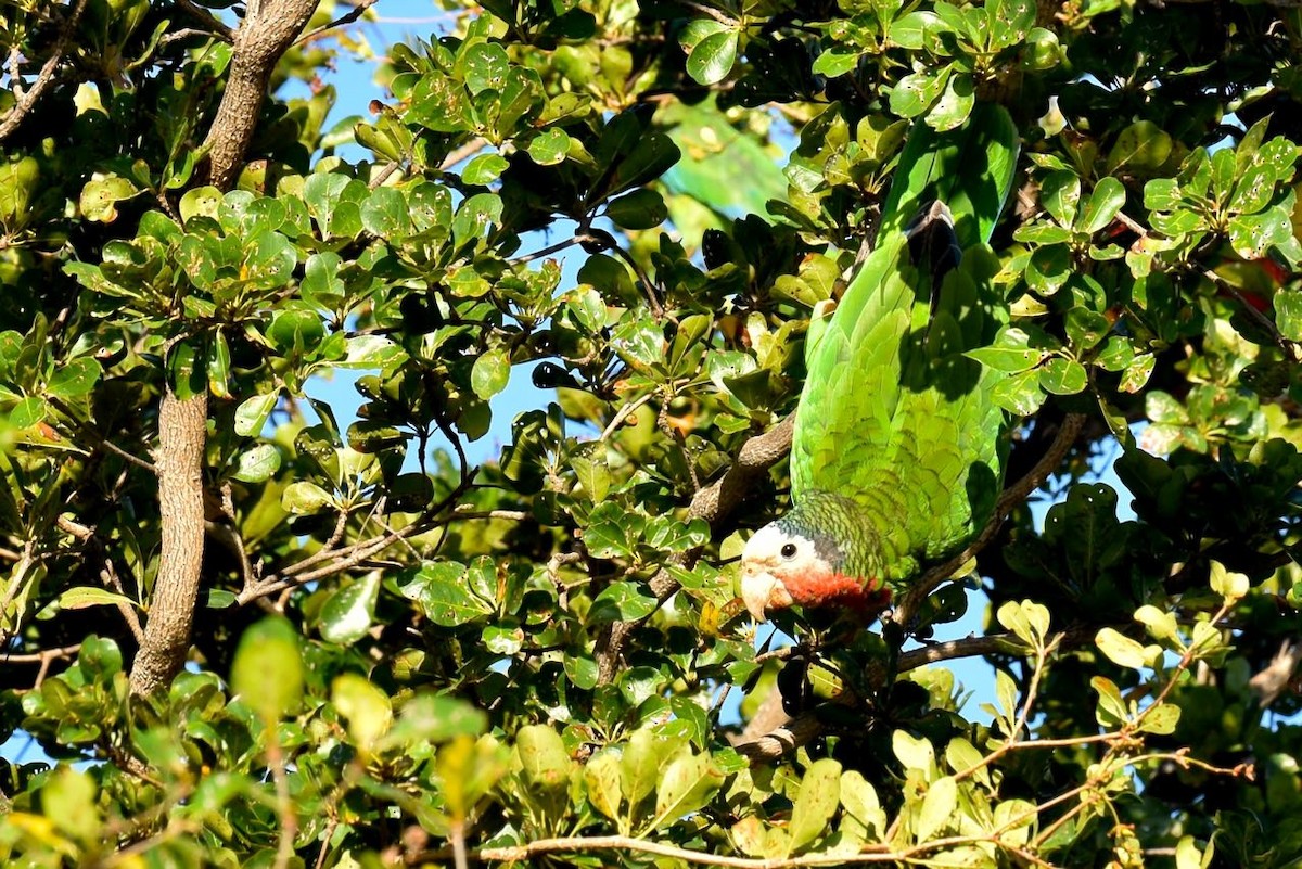 Cuban Parrot - Daphne Gemmill