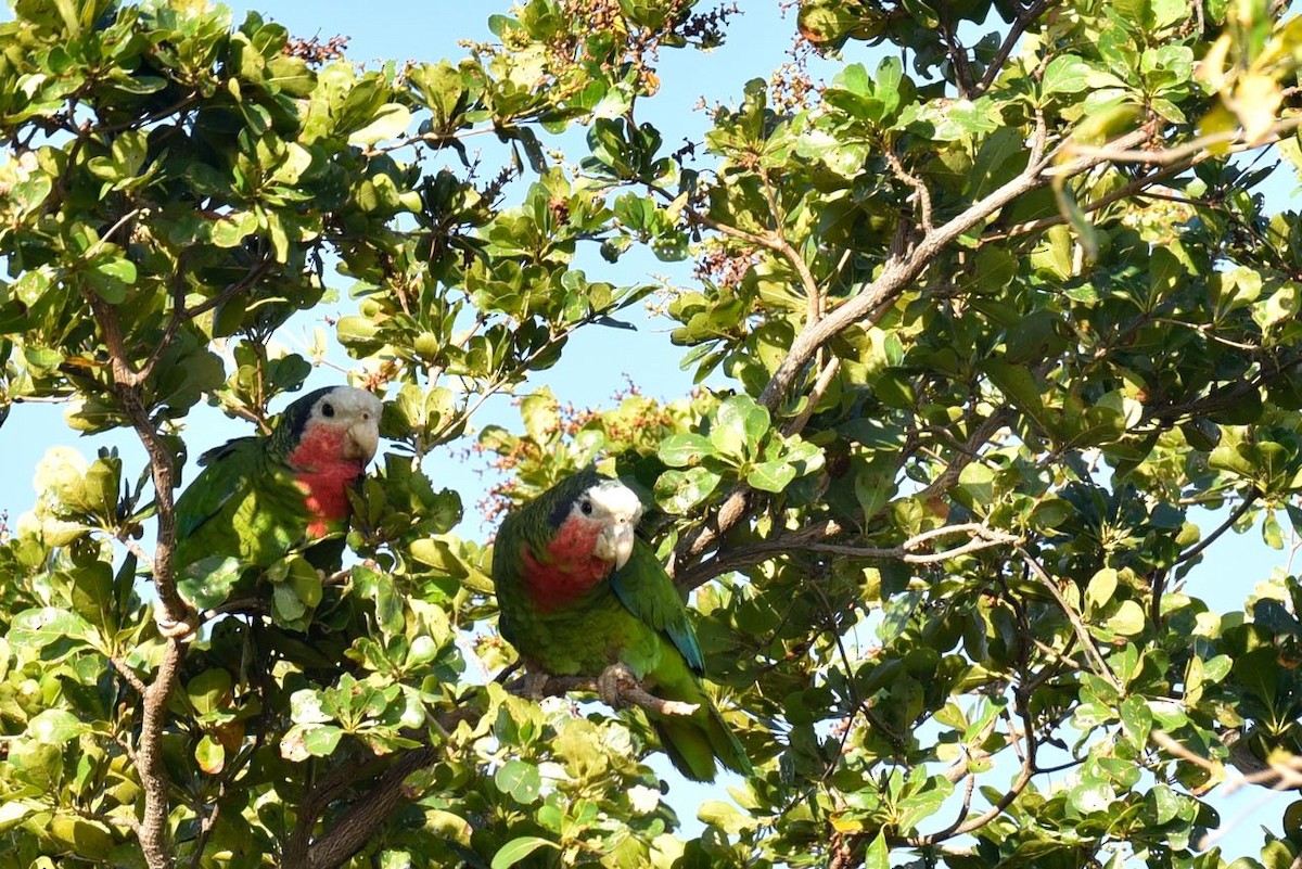 Cuban Parrot - ML549992001
