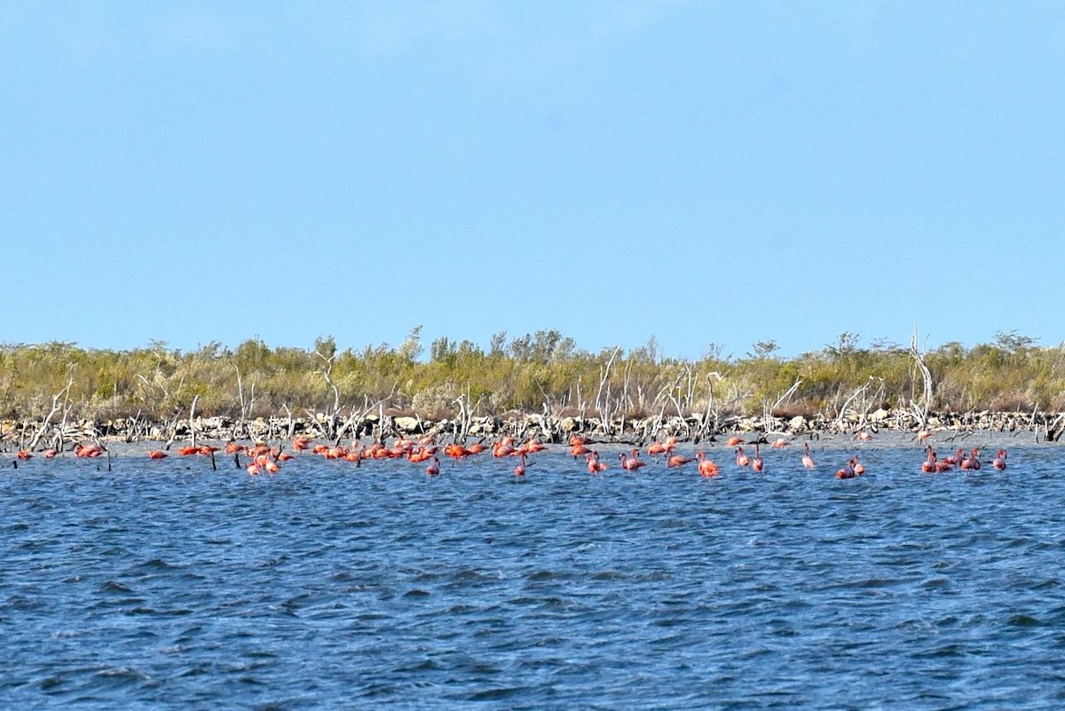 American Flamingo - ML549993001