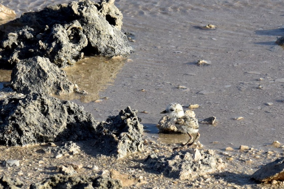 Chorlitejo Nivoso - ML549993181