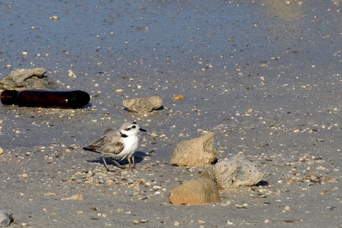 snølo - ML549993201