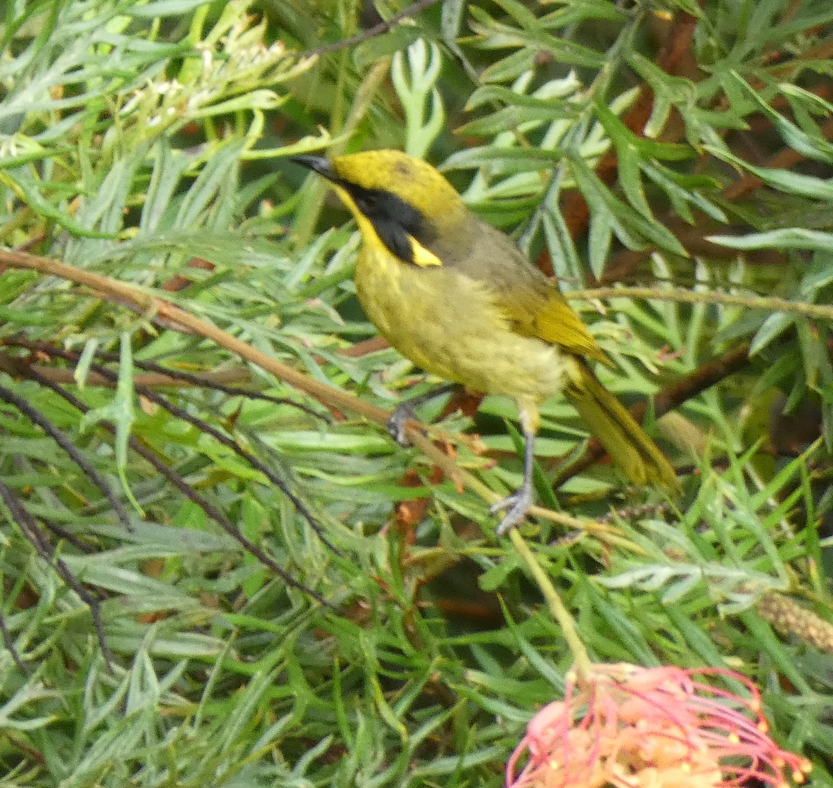 Yellow-tufted Honeyeater - ML549993631