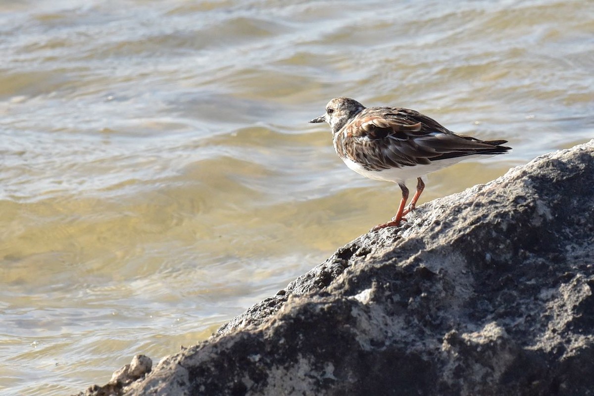 Vuelvepiedras Común - ML549993771