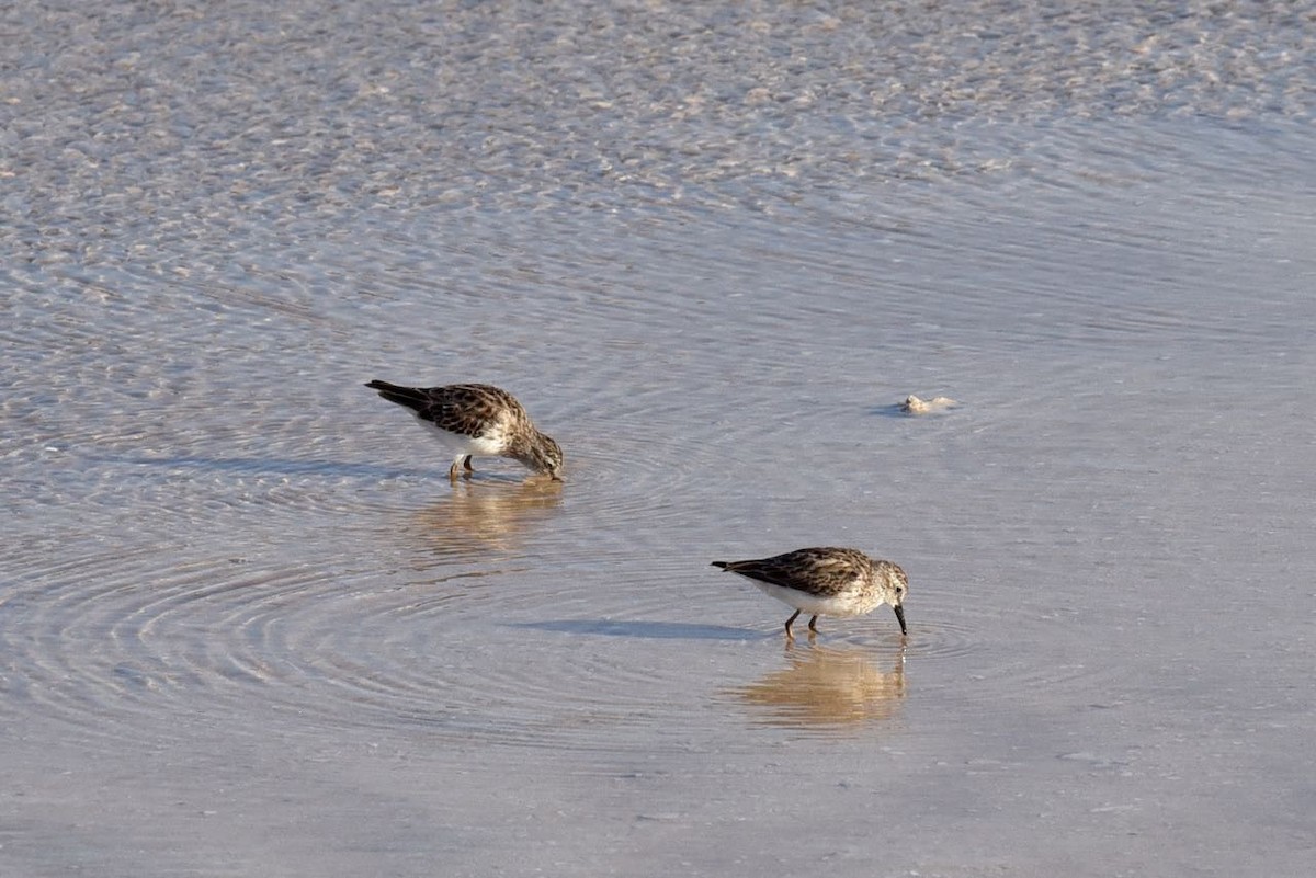 Least Sandpiper - Daphne Gemmill