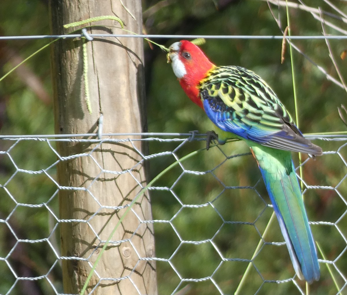 Eastern Rosella - ML549994971